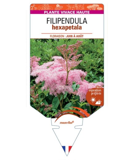 FILIPENDULA HEXAPETALA (rouge)