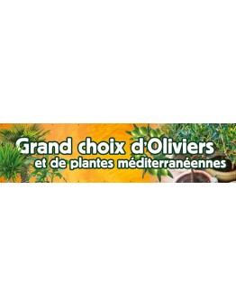 Banderole 073 - grand choix oliviers