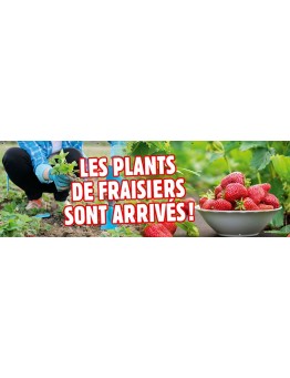 Banderole 077 - plants de fraisiers