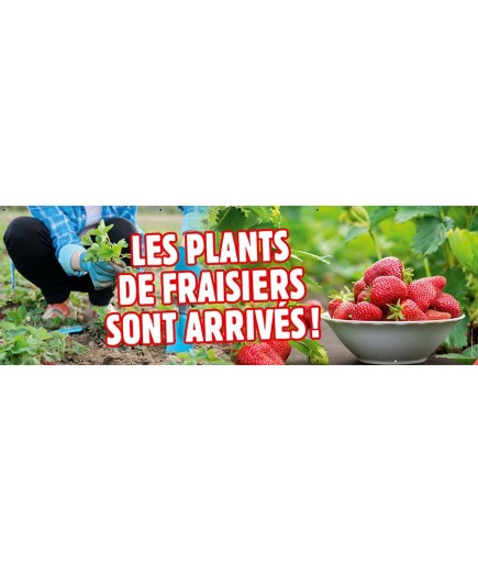 Banderole 077 - plants de fraisiers