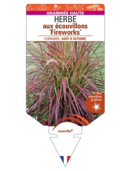 PENNISETUM advena ‘Fireworks’ voir HERBE aux écouvillons *