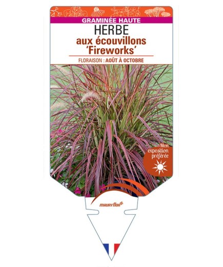 PENNISETUM advena ‘Fireworks’ voir HERBE aux écouvillons *