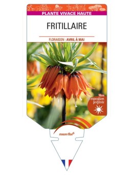 FRITILLARIA IMPERIALIS (orange)