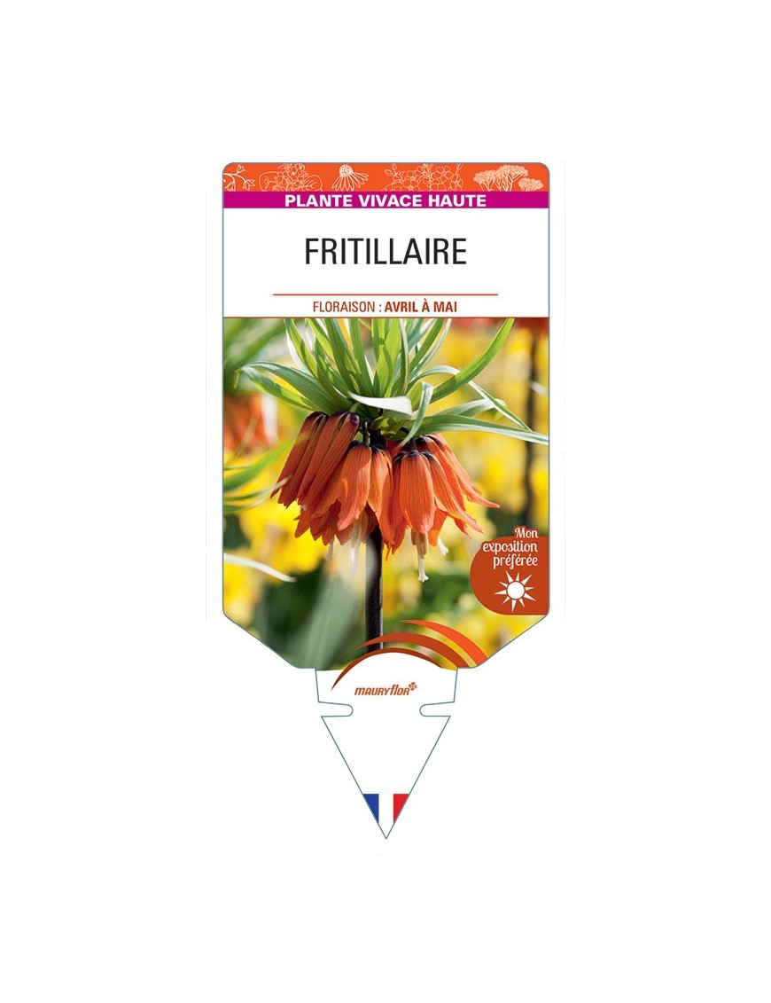 FRITILLARIA IMPERIALIS (orange)