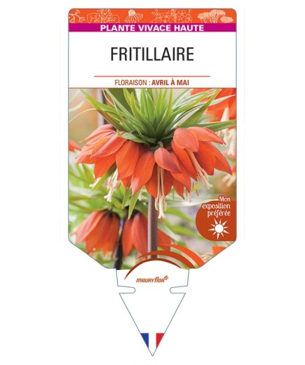 FRITILLARIA IMPERIALIS (rouge)