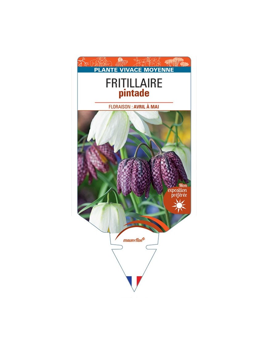 FRITILLARIA MELEAGRIS PINTADE
