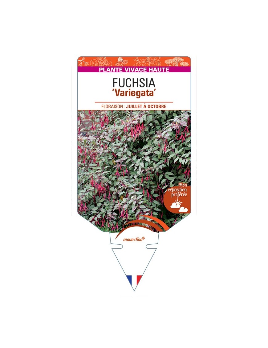 FUCHSIA (magellanica) Variegata