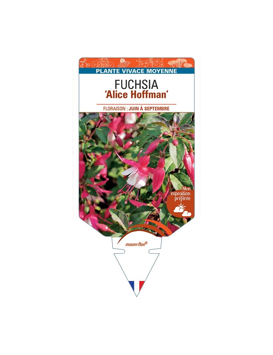 FUCHSIA Alice Hoffman