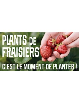 Banderole 187 - plants de fraisiers