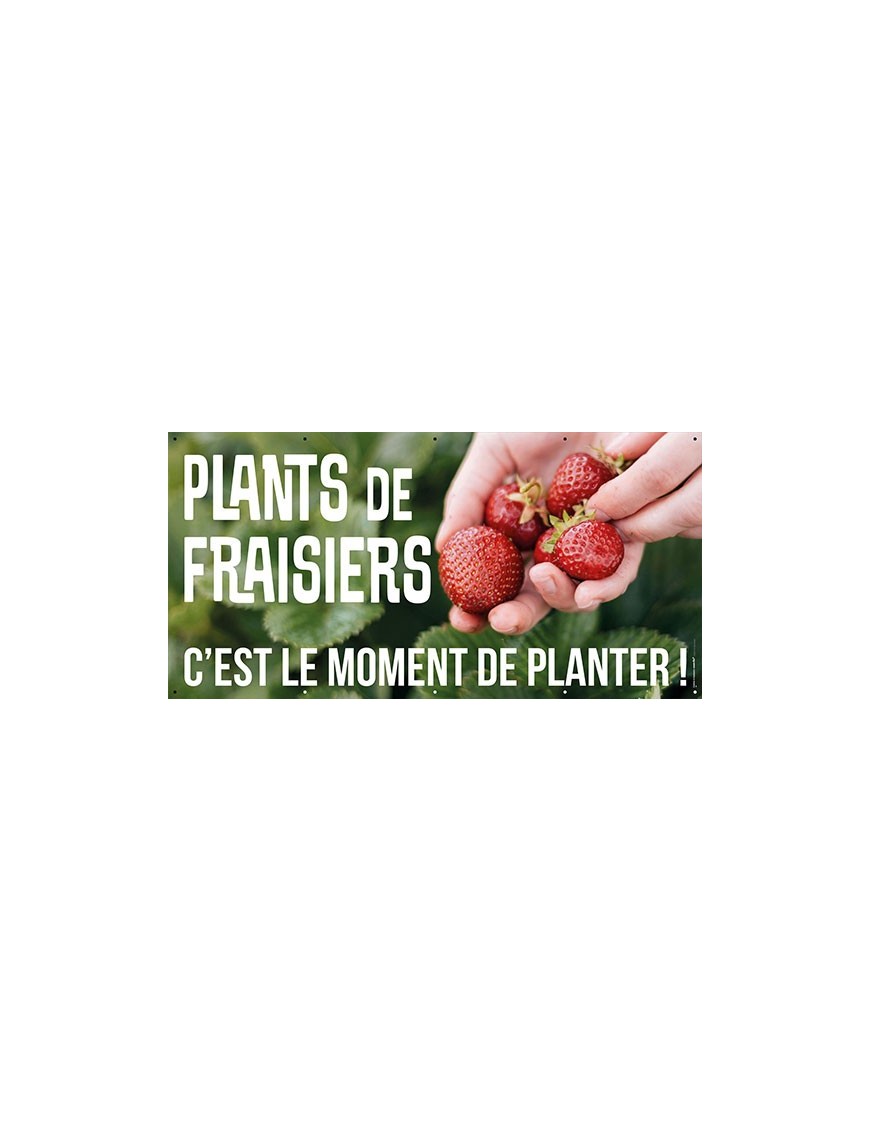 Banderole 187 - plants de fraisiers
