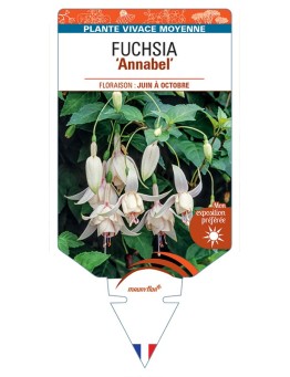 FUCHSIA Annabel