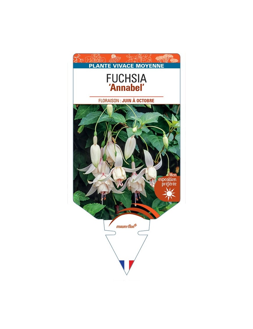 FUCHSIA Annabel