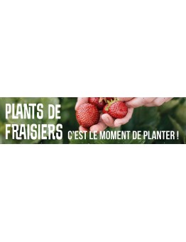 Banderole 187 - plants de fraisiers