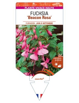 FUCHSIA Beacon Rosa