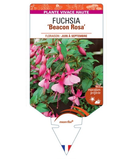 FUCHSIA Beacon Rosa