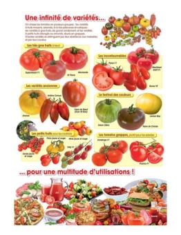 Flyer Tomates
