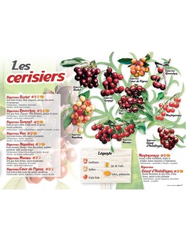 PANNEAU CERISIERS