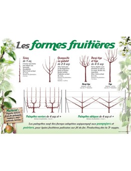 PANNEAU FORMES FRUITIÈRES