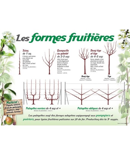 PANNEAU FORMES FRUITIÈRES