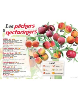 PANNEAU PÊCHERS & NECTARINIERS