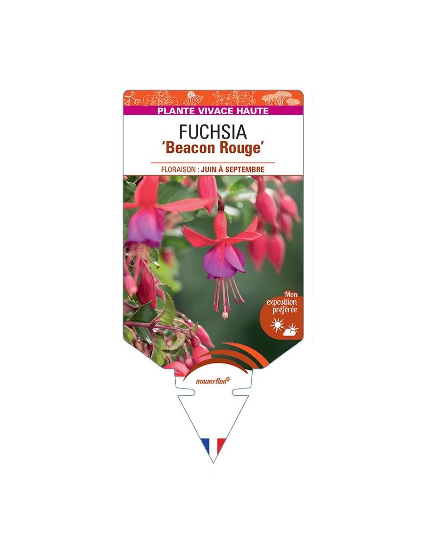 FUCHSIA Beacon Rouge