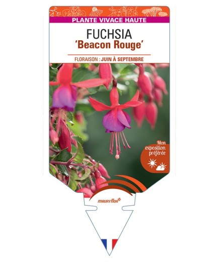 FUCHSIA Beacon Rouge