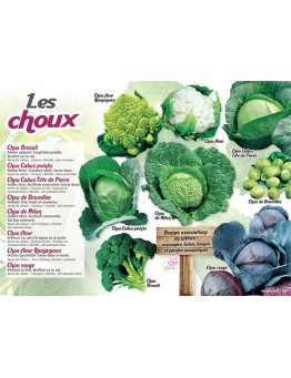 PANNEAU CHOUX