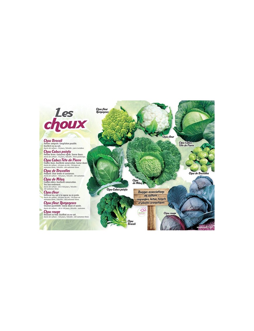 PANNEAU CHOUX