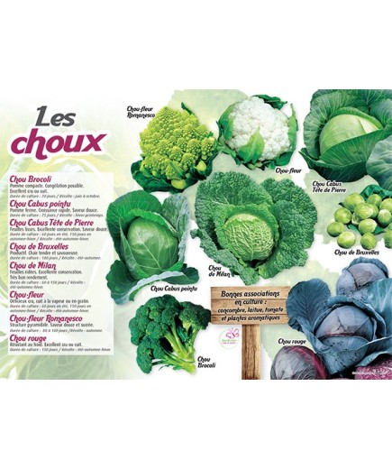 PANNEAU CHOUX