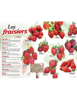 PANNEAU FRAISIERS
