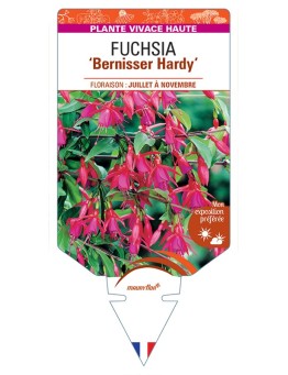 FUCHSIA Bernisser Hardy