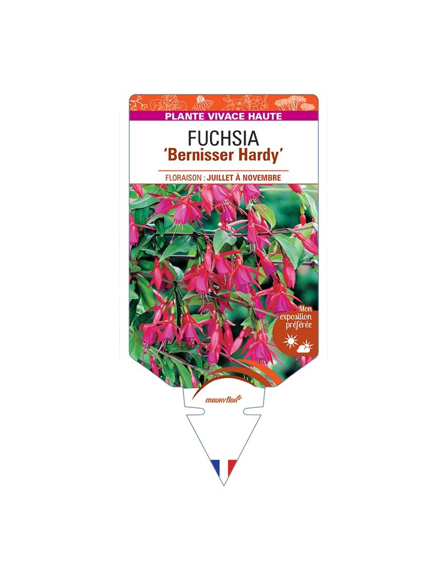 FUCHSIA Bernisser Hardy
