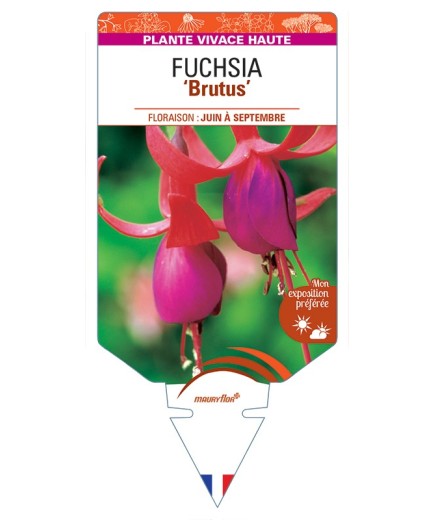 FUCHSIA Brutus