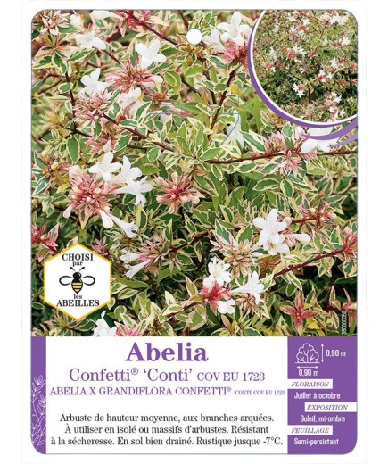 ABELIA CONFETTI® Conti (*)