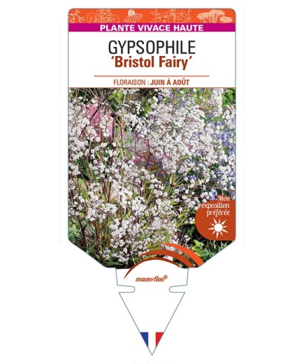 GYPSOPHILA ‘Bristol Fairy’ (blanc double) *