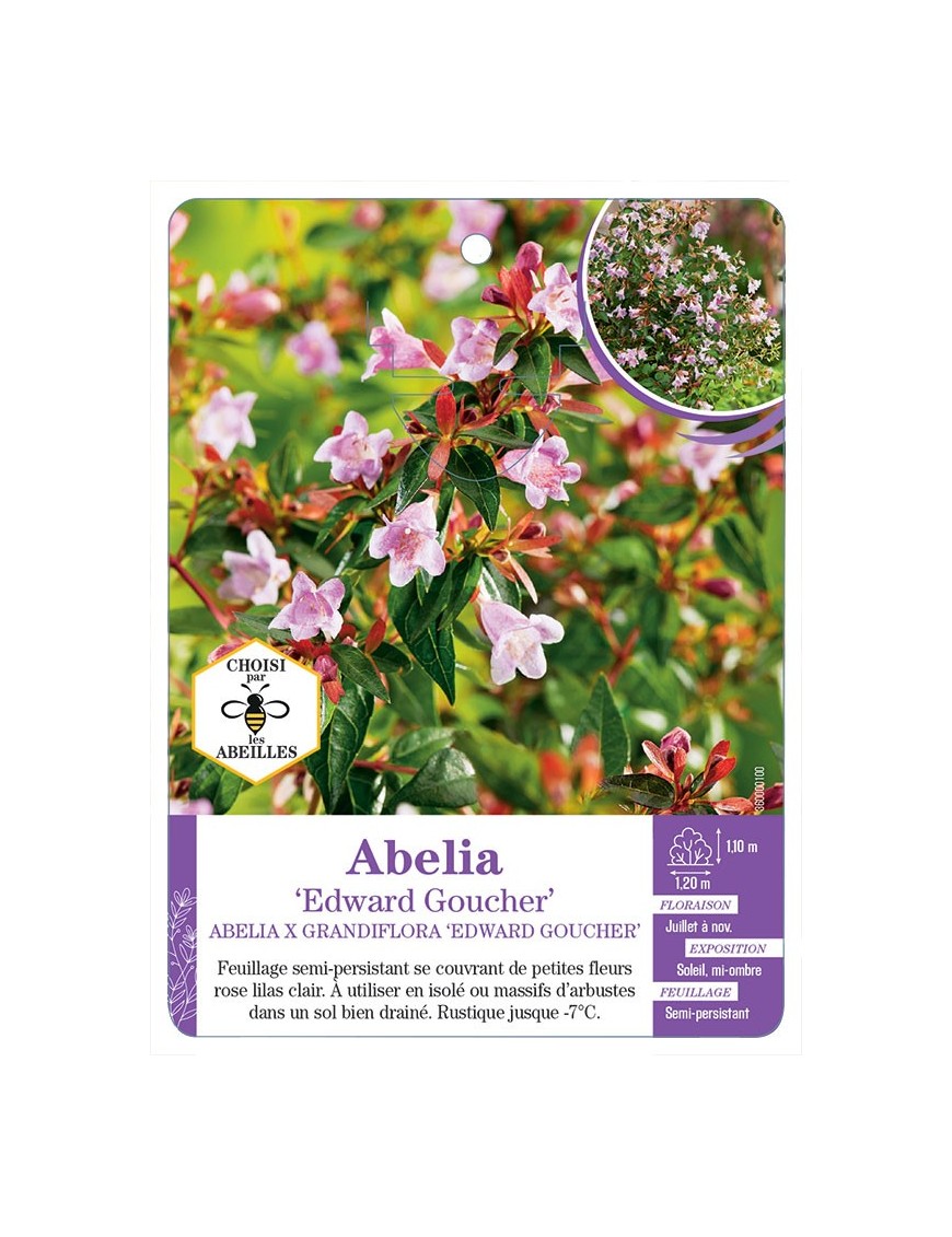 ABELIA EDWARD GOUCHER