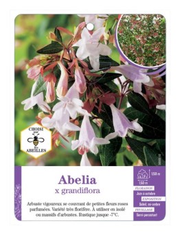 ABELIA X GRANDIFLORA