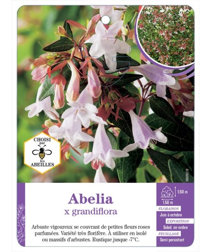 ABELIA X GRANDIFLORA