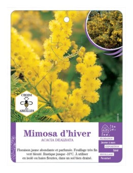 ACACIA DEALBATA voir Mimosa d hiver (*)