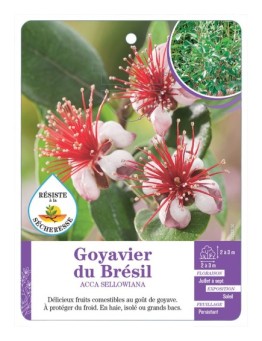 ACCA SELLOWIANA voir Goyavier du Brésil