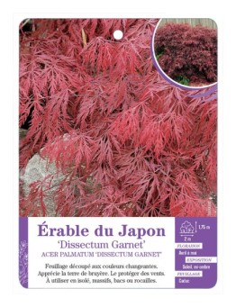 ACER PALMATUM DISSECTUM GARNET voit Érable du Japon (*)
