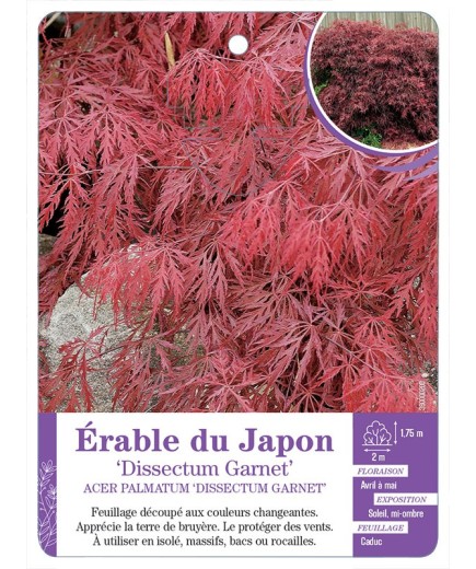 ACER PALMATUM DISSECTUM GARNET voit Érable du Japon (*)