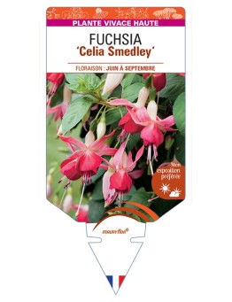 FUCHSIA Celia Smedley