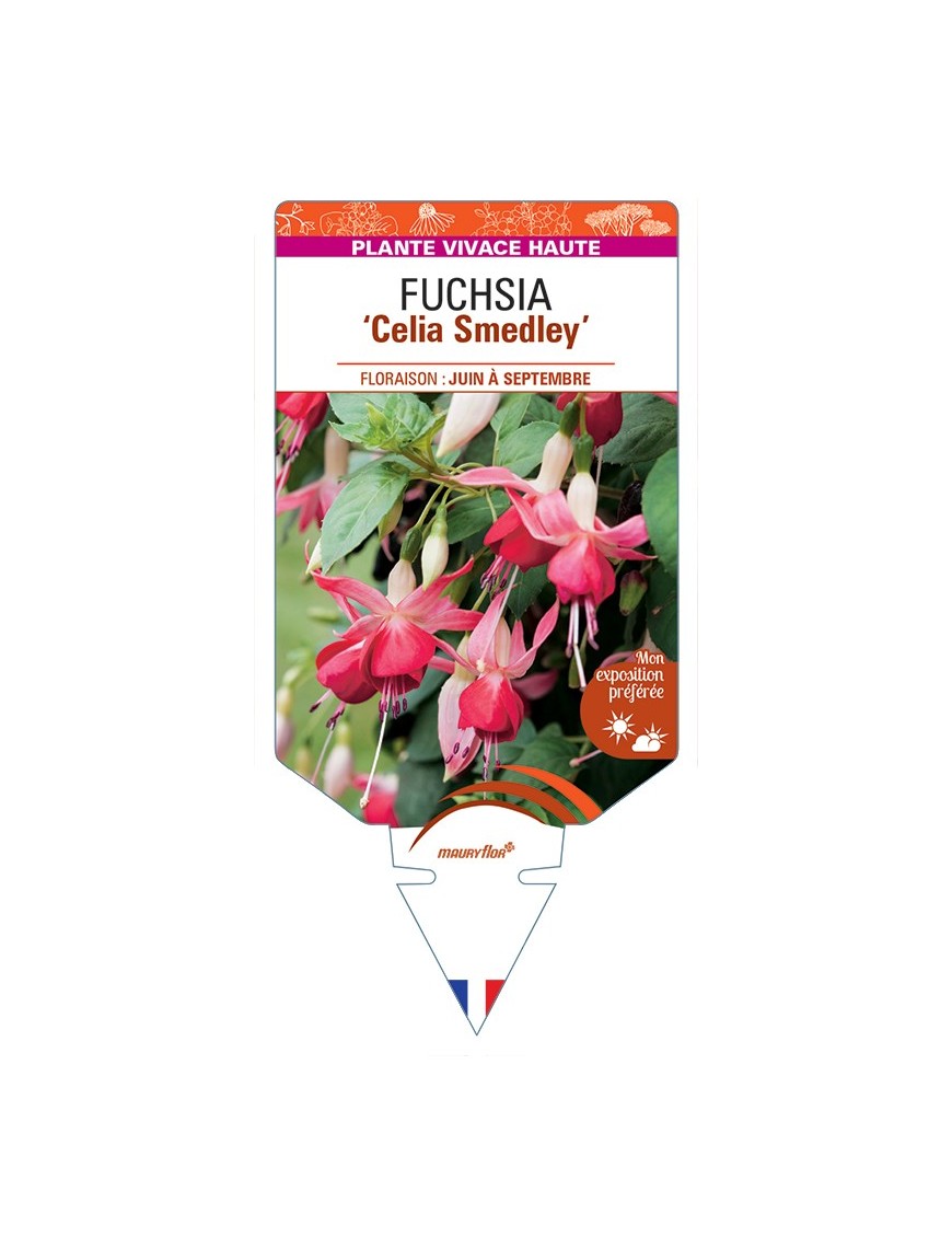 FUCHSIA Celia Smedley
