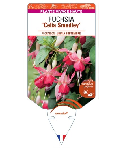 FUCHSIA Celia Smedley