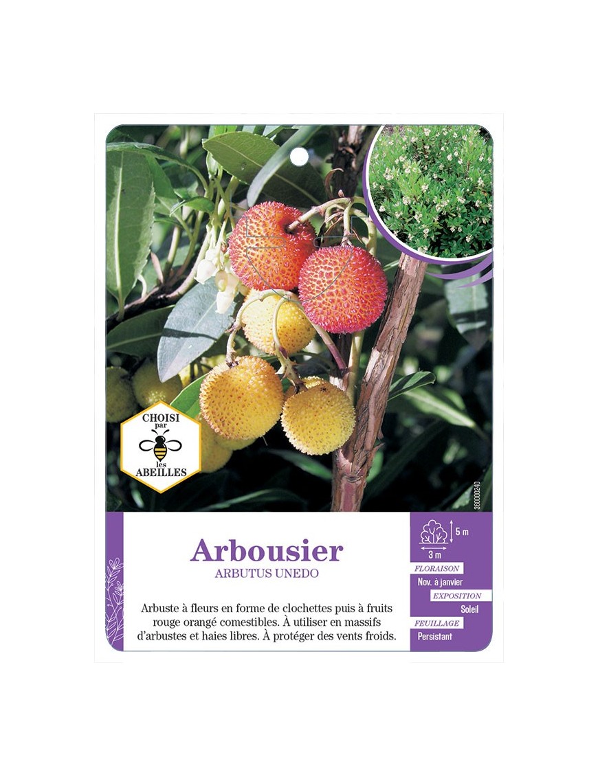 ARBUTUS UNEDO voir Arbousier