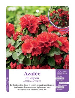 AZALEA JAPONICA voir Azalée du Japon (rouge) (*)