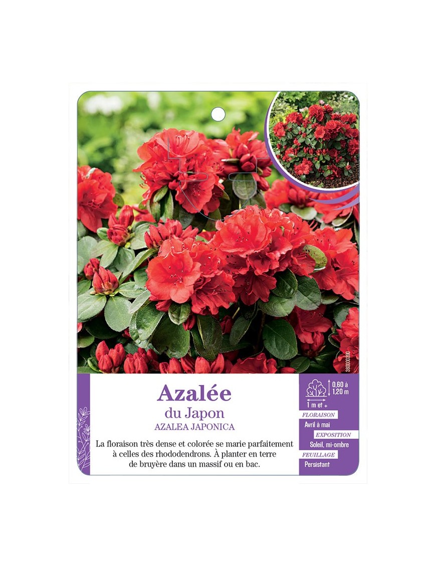 AZALEA JAPONICA voir Azalée du Japon (rouge) (*)
