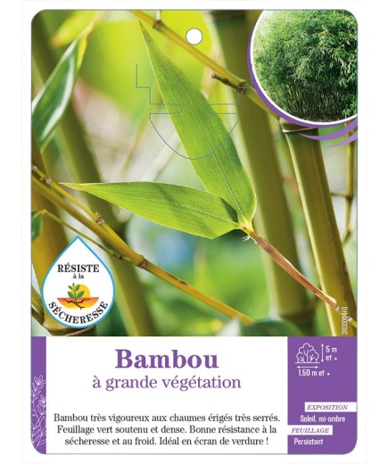BAMBOU A GRANDE VEGETATION (*)
