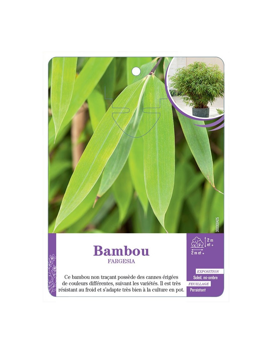 BAMBOU FARGESIA